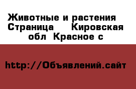  Животные и растения - Страница 3 . Кировская обл.,Красное с.